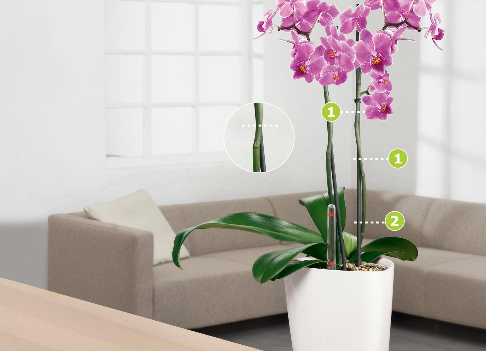 Ako zostrihnúť orchideu