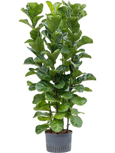 Ficus lyrata bambino 4pp (4-výhonový) 28/19 V120cm