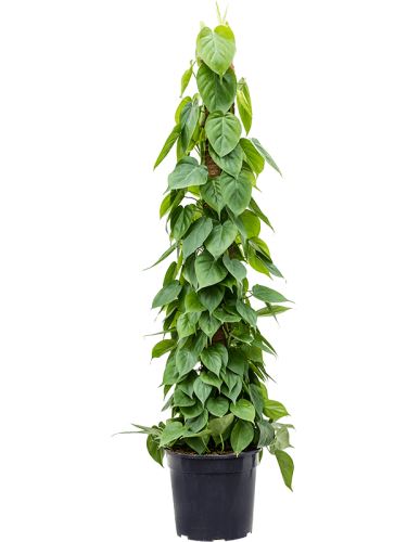 Philodendron scandens, 30, 150cm