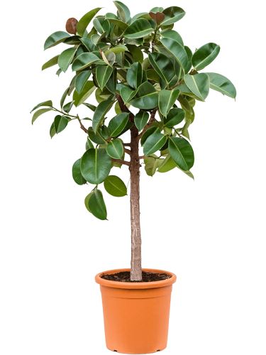Ficus elastica 'Robusta' na kmeni R40 V180cm