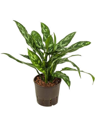 Aglaonema maria 13/12 V30cm