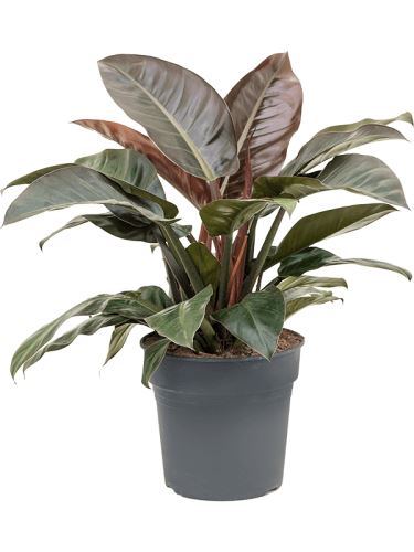 Philodendron `Imperial Red' R27 V60cm
