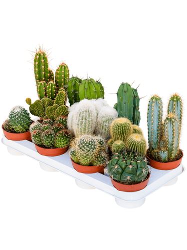 Cactus mix R10,5 V25 cm