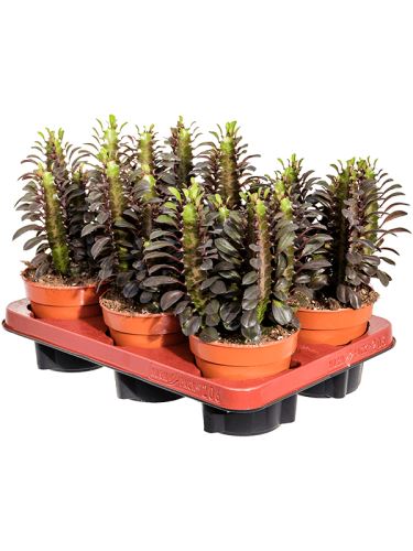 Euphorbia trigona 'Rubra' R12 V25cm