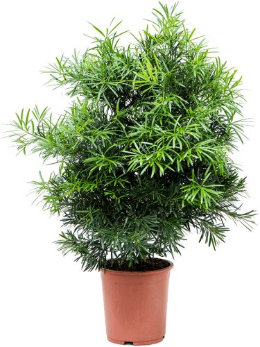 Podocarpus macrophyllus bush R27 V100 cm