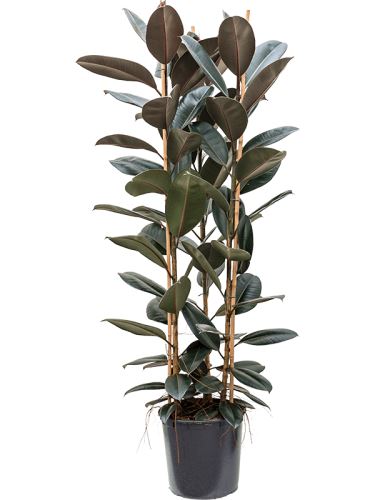 Ficus elastica 'Abidjan', 35, 185cm