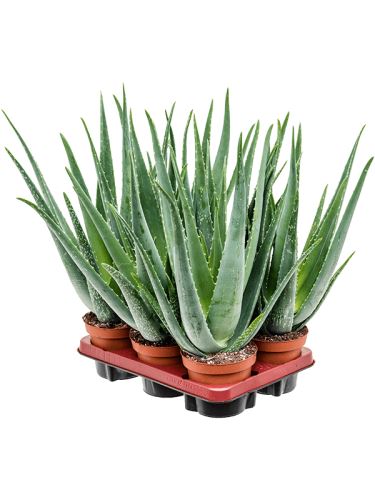 Aloe vera barbadensis R14 V45cm