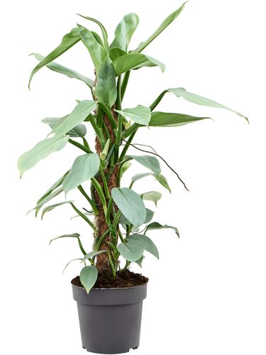 Philodendron ‘Silver Queen’, 17, 60cm