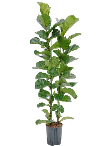 Ficus lyrata "Bambino" 2pp (2-výhonový) 18/19 V120cm