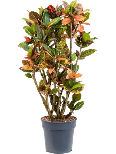 Croton (codiaeum) variegatum "Petra" R30 V130cm