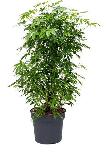 Schefflera arboricola 'Compacta', 38, 175cm
