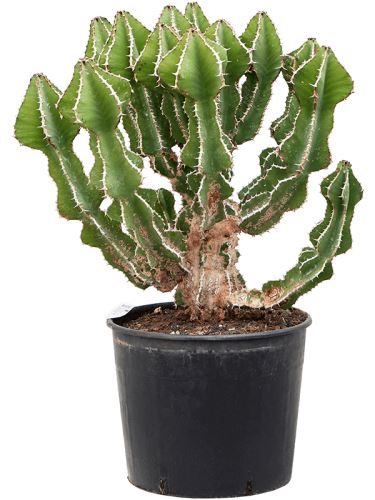 Euphorbia fortissima (65-75), 30, 70cm