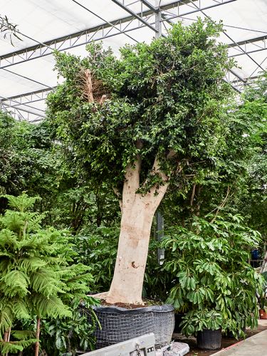 Ficus microcarpa ‘Nitida’, 180, 525cm
