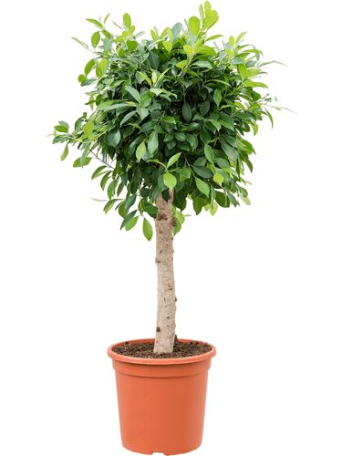 Ficus microcarpa ‘Nitida’, 30, 130cm