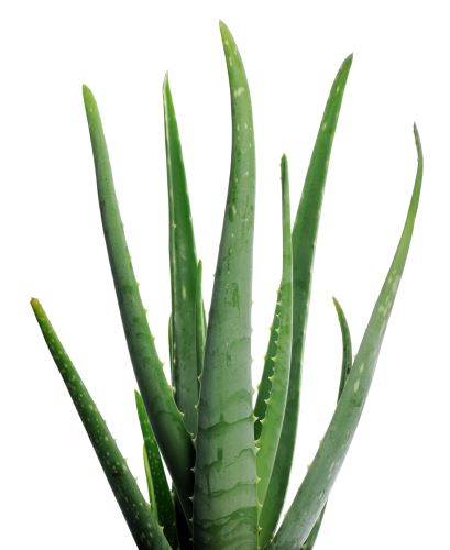 Aloe vera DIY antibakteriálny gél na ruky
