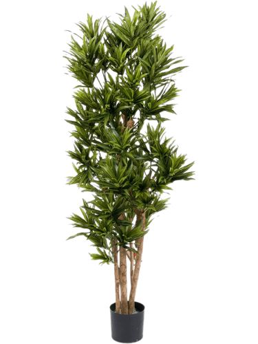 Umelá rastlina dracaena reflexa, rozkonárená, V150 cm