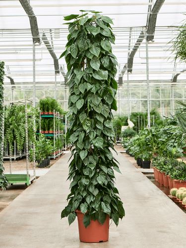Philodendron scandens, 40, 220cm