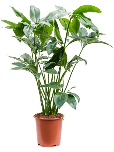 Philodendron 'Green Wonder', 27, 100cm