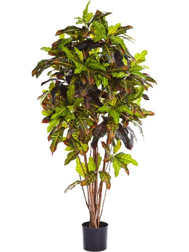 Umelá rastlina croton exellent, rozkonárený, V150 cm