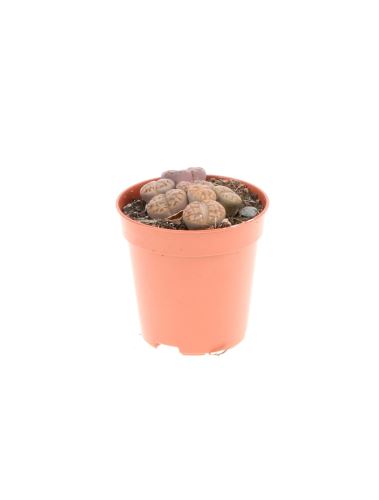 Mini Kameňovec - Lithops, kvitnúce kamienky,
