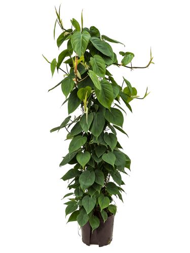 Philodendron scandens (stĺp 120) 22/19 V120cm
