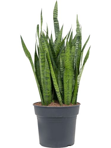 Sansevieria zeylanica R23 V115cm