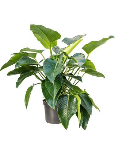 Philodendron green beauty R32 V130cm
