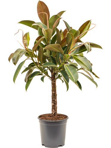 Ficus elastica 'Melany' (3-kmienok) R21 V90cm
