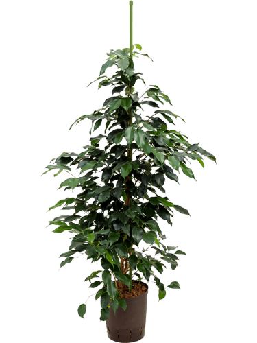 Ficus danielle 18/19 V100cm
