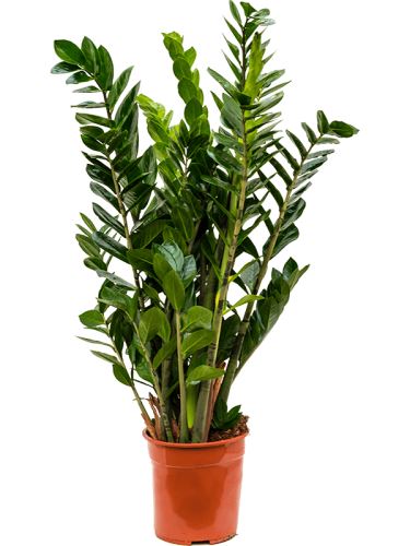 Zamioculcas zamiifolia R24 V90cm