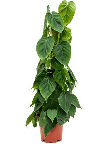 Philodendron scandens, 19, 80cm