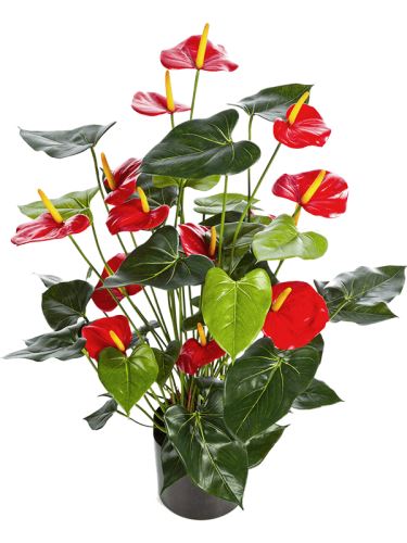 Umelá antúria (anthurium de luxe), červená, V78 cm