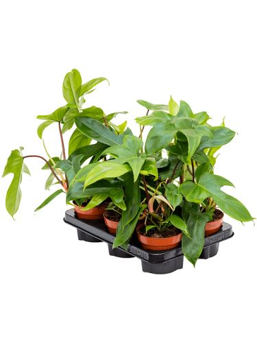 Philodendron 'Florida Green' R12 V25cm