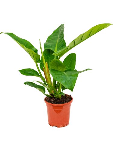 Philodendron "Imperial green" R17 V45cm
