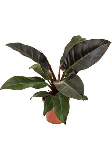 Philodendron 'Imperial Red' R17 V45cm