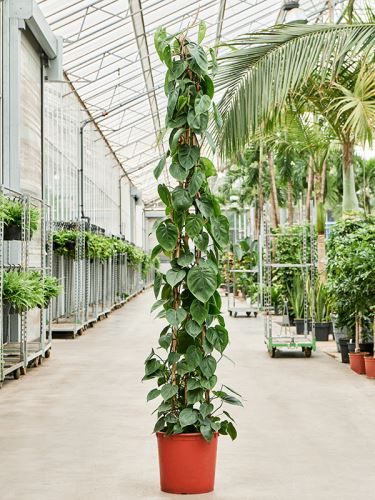 Philodendron scandens, 34, 250cm