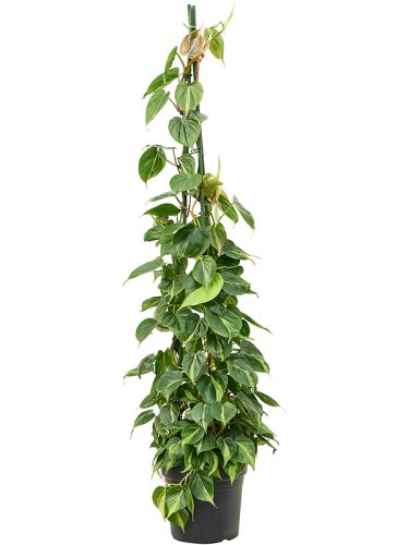 Philodendron scandens 'Brasil', 27, 150cm