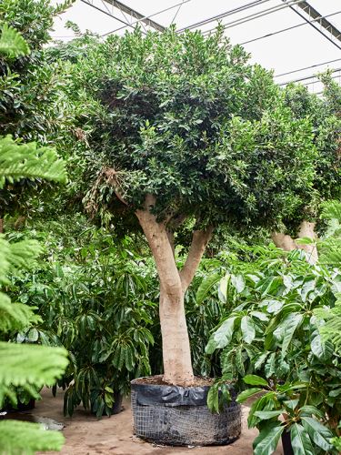 Ficus microcarpa ‘Nitida’, 125, 475cm