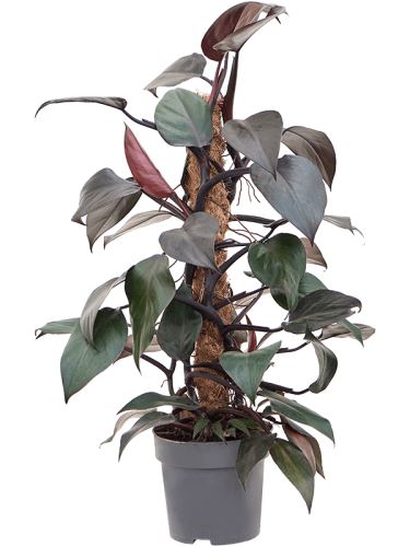 Philodendron 'New Red', 17, 60cm