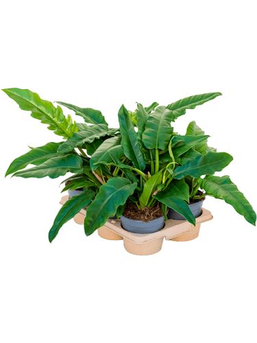 Philodendron narrow
