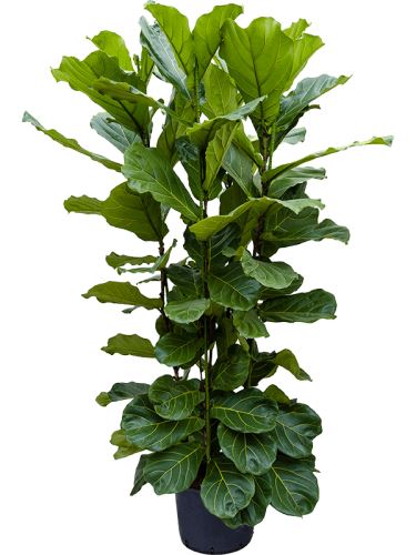 Ficus lyrata 4pp (4-výhonový) 32/26 V150cm