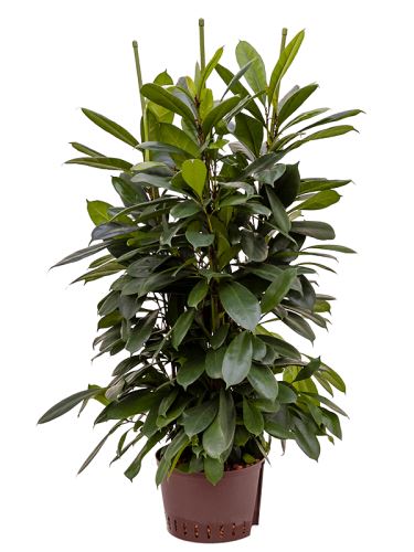 Ficus cyathistipula 6pp 28/19 V120 cm