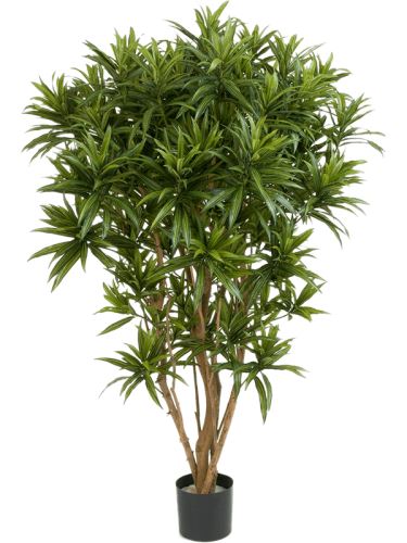 Umelá rastlina dracaena reflexa jamaica rozkonárená V150 cm