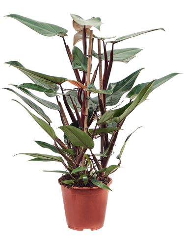 Philodendron 'New Red', 19, 75cm