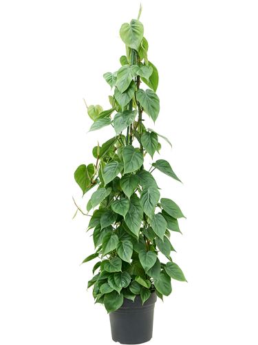 Philodendron scandens, 27, 150cm