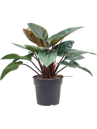 Philodendron 'Red Beauty', 30, 90cm