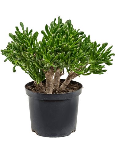 Crassula ovata 'Horntree', 23, 50cm