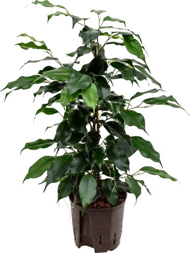 Ficus benjamina 'Danielle' tuft 13/12 V40cm