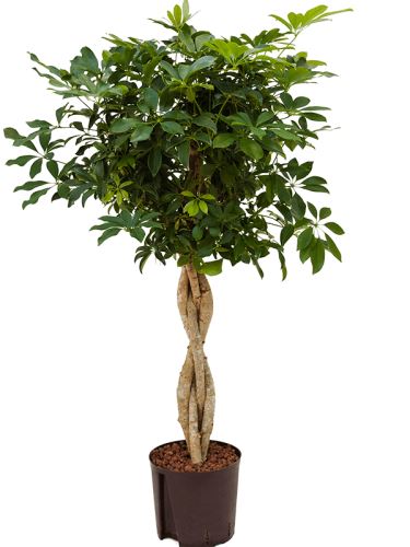 Schefflera arboricola 'Compacta'  22/19 V110cm