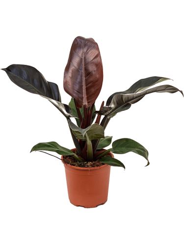 Philodendron imperial red R19 V45cm